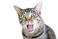 A brown tabby domestic shorthair cat yawning