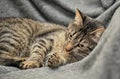 Brown tabby European Shorthair cat Royalty Free Stock Photo