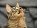 Brown tabby European Shorthair cat Royalty Free Stock Photo