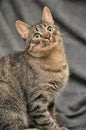 Brown tabby European Shorthair cat Royalty Free Stock Photo