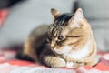 Brown tabby friendly cat lying on the couch