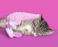 Brown tabby kitten asleep wearing pink and white bunny slippers Royalty Free Stock Photo