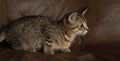 Brown tabby kitten cat lying down with a brown background pouncing