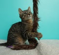 brown tabby kitten cat playing with a toy