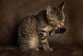 Brown tabby kitten cat sitting down with a brown cleaning itself