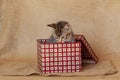 Brown Tabby Kitten Inside Red Plaid Box Burlap Background