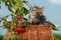 Small kitten sitting in fall decoration Royalty Free Stock Photo