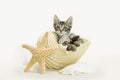 Tabby kitten in conch shell with star fish on sand Royalty Free Stock Photo