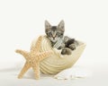 Tabby kitten in a conch shell with starfish and sand pretend Royalty Free Stock Photo