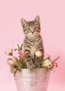 Kitten with flowers in metal bucket
