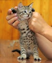 Brown tabby kitten with a spotted belly