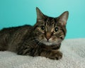 brown tabby kitty cat lying down close up portrait Royalty Free Stock Photo