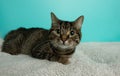 brown tabby kitty cat lying down with green eyes Royalty Free Stock Photo