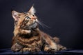 Brown Tabby Maine Coon on black