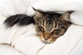 Brown Tabby Maine Coon Cat hiding in Duvet Royalty Free Stock Photo