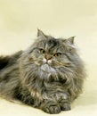 Brown Tabby Persian Domestic Cat Royalty Free Stock Photo