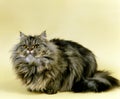 Brown Tabby Persian Domestic Cat Royalty Free Stock Photo