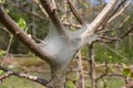 Brown tail caterpillar nest in apple tree