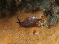 Brown-tail sapsucking slug