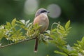 Brown tailed shrike bird in a Park