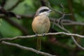 Brown tailed shrike bird in a Park