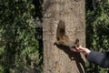 The brown-tailed squirrel on a tree trunk in a park takes food by hand