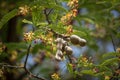 Brown tamarine fruit on tree with small flower