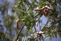 brown tamarine fruit on tree with small flower