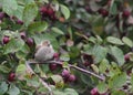 Small Bird Standing on a Branch Surrounded by Crab Apples