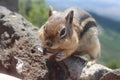 Ground squirrel native to the mountains Royalty Free Stock Photo