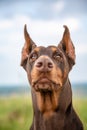 Brown and tan Doberman Dobermann dog with cropped ears. Closeup muzzle portrait in full face on blurred nature