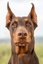 Brown and tan Doberman Dobermann dog with cropped ears. Closeup muzzle portrait in full face on blurred nature