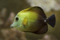 Brown tang Zebrasoma scopas