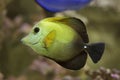 Brown tang Zebrasoma scopas