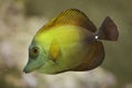 Brown tang Zebrasoma scopas