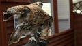 A brown tawny owl strix aluco eating a chick for dinner