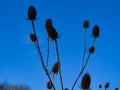 Brown teasels with a sky background Royalty Free Stock Photo