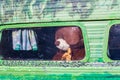 Brown teddy bear looking out of retro painted caravan window. Royalty Free Stock Photo