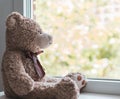 A brown teddy bear looking out through a window Royalty Free Stock Photo