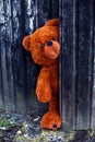 Brown teddy bear lurking behind a rustic wooden barn door