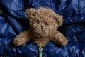 brown teddy bear in a puffed warm black-and-blue jacket, childrens background toy