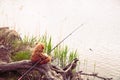 Brown teddy bear sits by the lake with a fishing rod and catches fish. Summer nature idyllic landscape Royalty Free Stock Photo