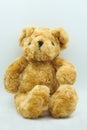 Brown teddy bear in studio shot Royalty Free Stock Photo