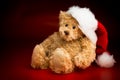 A Brown Teddy Bear Wearing a Christmas Hat Royalty Free Stock Photo