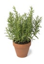 Brown terra cotta pot with fresh italian rosemary