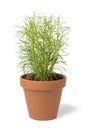 Brown terra cotta pot with fresh Santolina rosmarinifolia Royalty Free Stock Photo