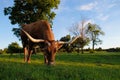 Longhorn cow grazing in calm Texas field during summer. Royalty Free Stock Photo