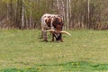 Brown texas longhorn eating grass on meadow Royalty Free Stock Photo