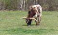 Brown texas longhorn eating grass on meadow from side Royalty Free Stock Photo