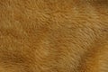 Brown texture of natural fur on a piece of fur coat Royalty Free Stock Photo